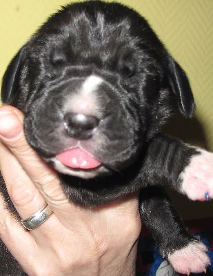 Arilla vom H�llenweg