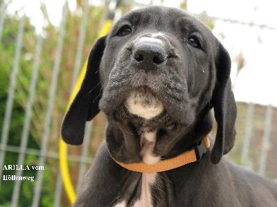 Arilla vom H�llenweg