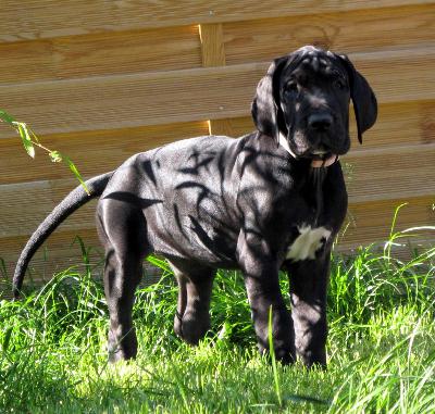 Ashanti vom H�llenweg