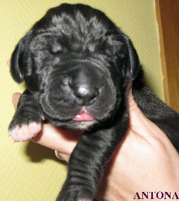 Antona vom H�llenweg