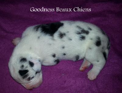 Goodness Beaux Chiens