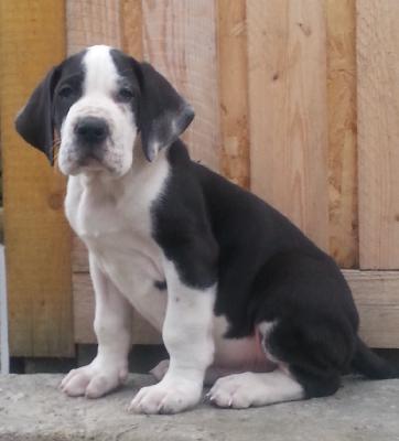 Gipetto Beaux Chiens