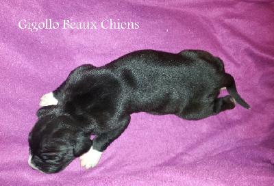 Gigollo Beaux Chiens