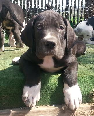 Gigollo Beaux Chiens