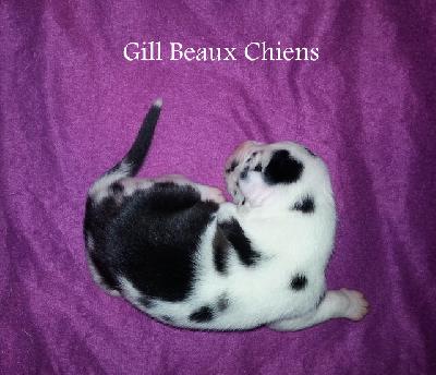 Gill Beaux Chiens