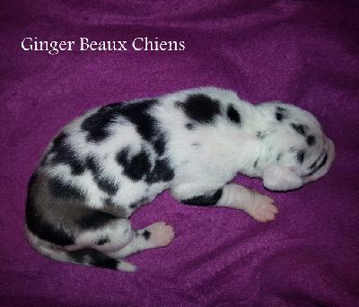 Ginger Beaux Chiens