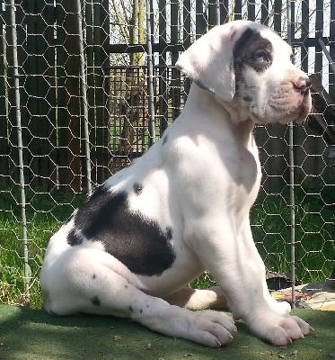 Gina Ziva Beaux Chiens