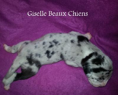 Giselle Beaux Chiens