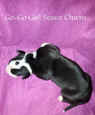 Go-Go Girl Beaux Chiens