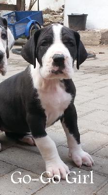 Go-Go Girl Beaux Chiens