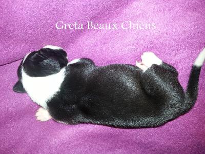 Greta Beaux Chiens