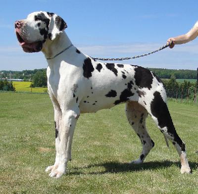 Ofira vom Herzogtum Coburg