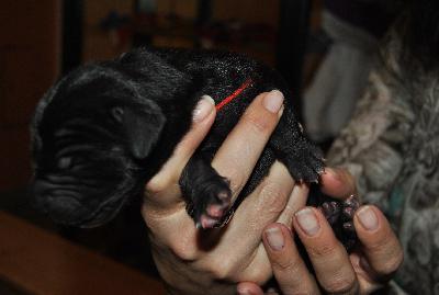 Coco Chanel vom Paartal