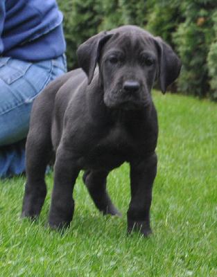 Coco Chanel vom Paartal