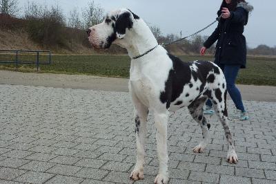 Firefly von der Ofneth�hle