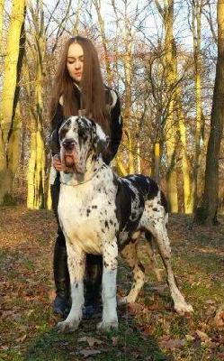 F-Luigi Von Schlesien