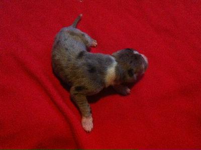 Filomena Von Schlesien