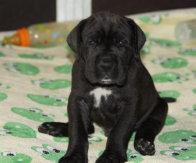 Botticelli Vom Wernerseck