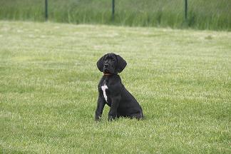 Baroness Vom Wernerseck