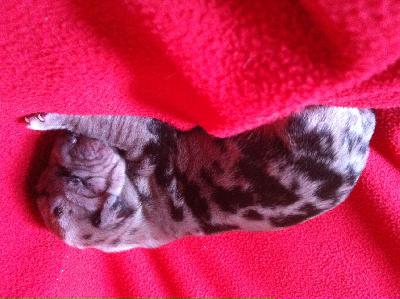 Grey Beauty Von Schlesien