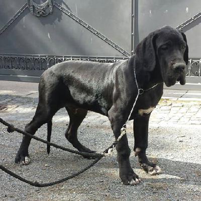 Grand Black Von Schlesien