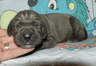 Lord Tobias Vom Hause Wagner