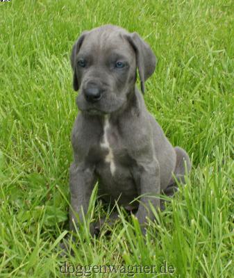 Lord Tobias Vom Hause Wagner