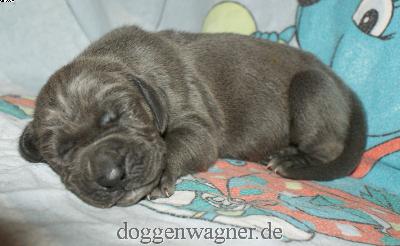 Lord Benjamin Vom Hause Wagner