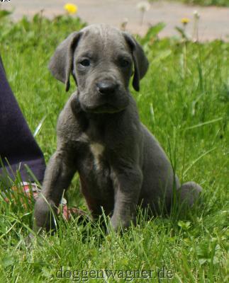 Lord Benjamin Vom Hause Wagner