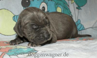 Lord Fauntleroy Vom Hause Wagner