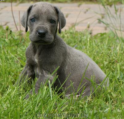 Lord Fauntleroy Vom Hause Wagner