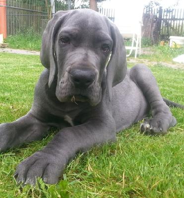 Lord Fauntleroy Vom Hause Wagner