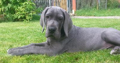 Lord Fauntleroy Vom Hause Wagner