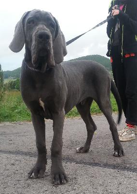 Lord Fauntleroy Vom Hause Wagner