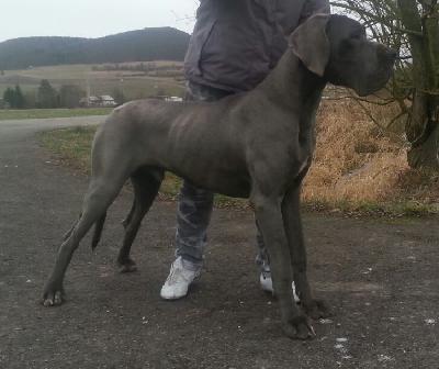 Lord Fauntleroy Vom Hause Wagner