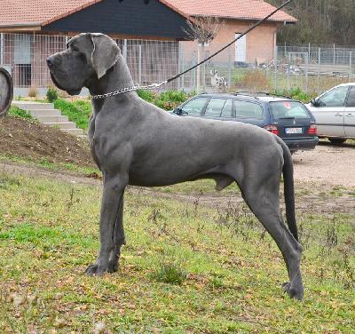 Lord Fauntleroy Vom Hause Wagner