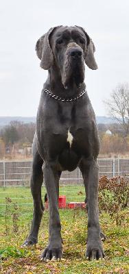 Lord Fauntleroy Vom Hause Wagner