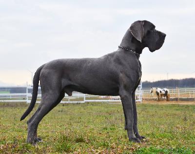 Lord Fauntleroy Vom Hause Wagner