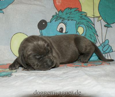 Lady Poppins Vom Hause Wagner