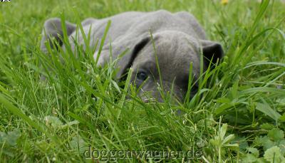 Lady Loretta Vom Hause Wagner