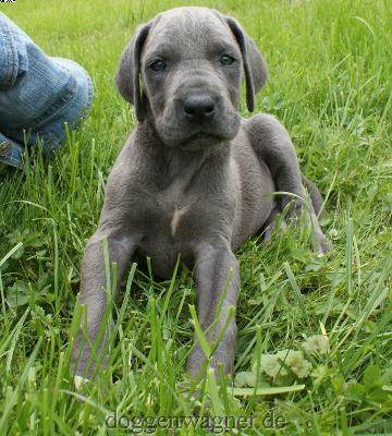 Lady Godiva Vom Hause Wagner