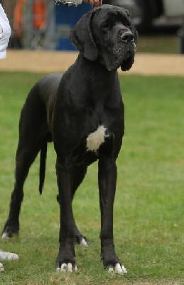 Ch McLaren Claudia Bohemica