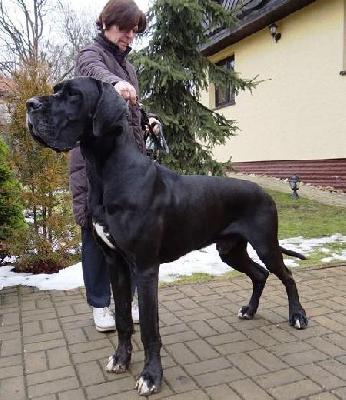 Ch McLaren Claudia Bohemica