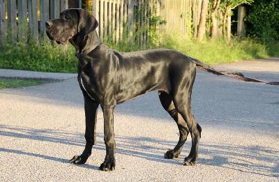 Pagani Claudia Bohemica