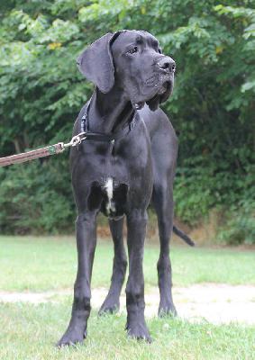 Pagani Claudia Bohemica