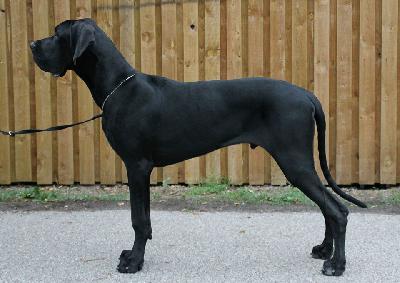 Pagani Claudia Bohemica