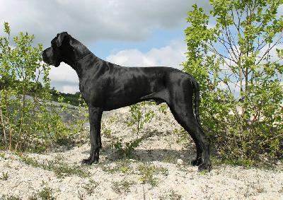 Pagani Claudia Bohemica