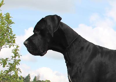 Pagani Claudia Bohemica