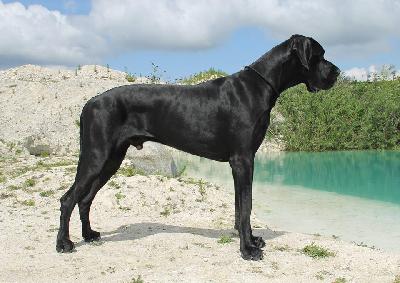 Pagani Claudia Bohemica