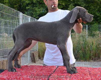 MONSIEUR POLIGNAC Vom Hause Wagner